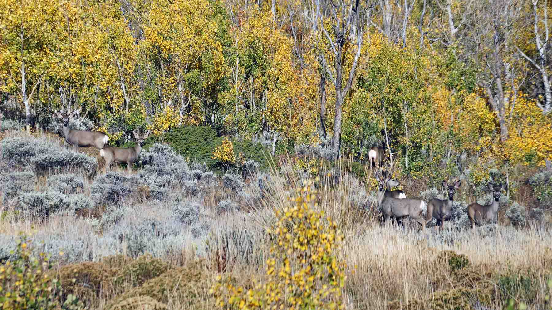 W7 Ranch at King Creek property picture 88 of 117