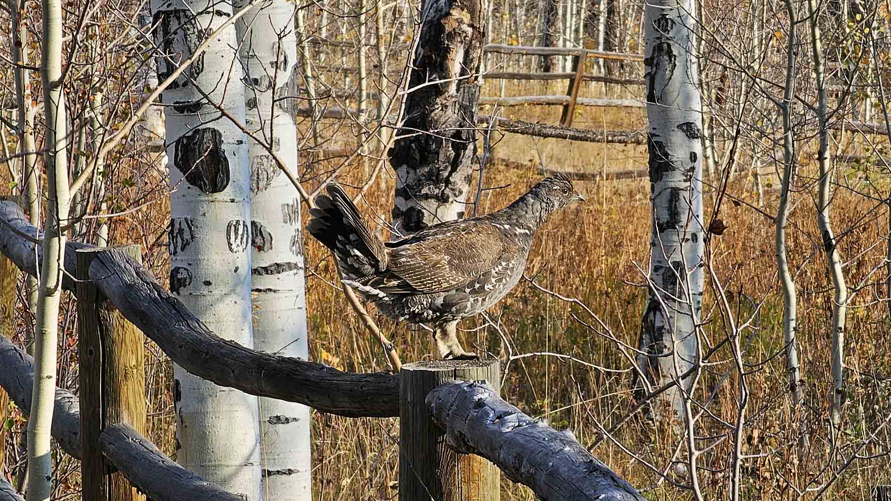 W7 Ranch at King Creek property picture 90 of 117