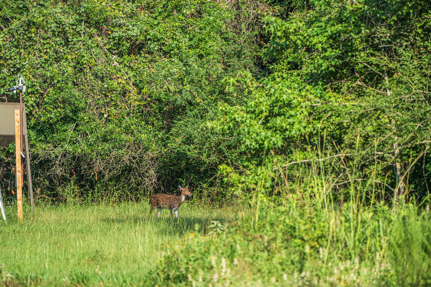 Diamond M Ranch property picture 31 of 53