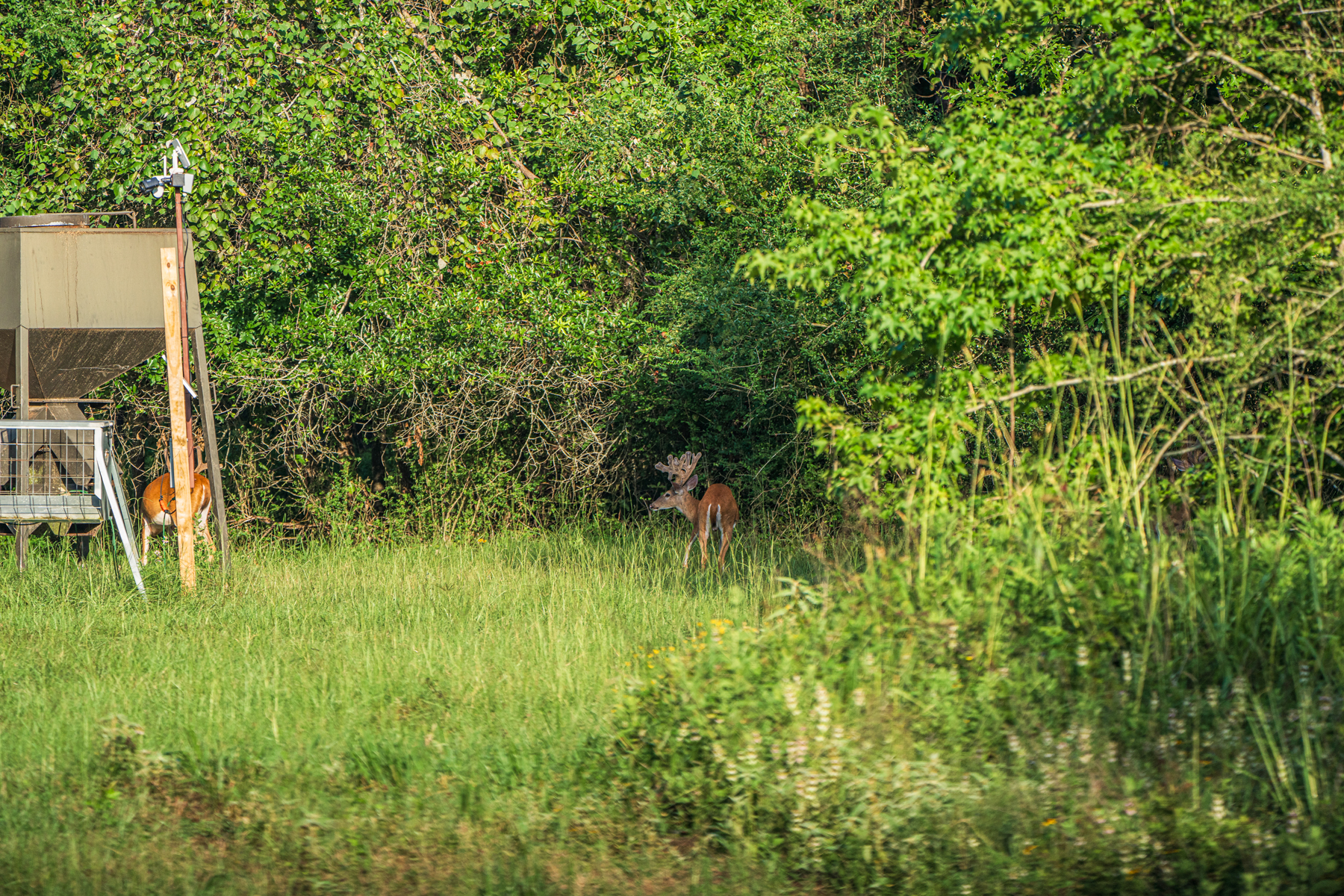 Diamond M Ranch property picture 33 of 53