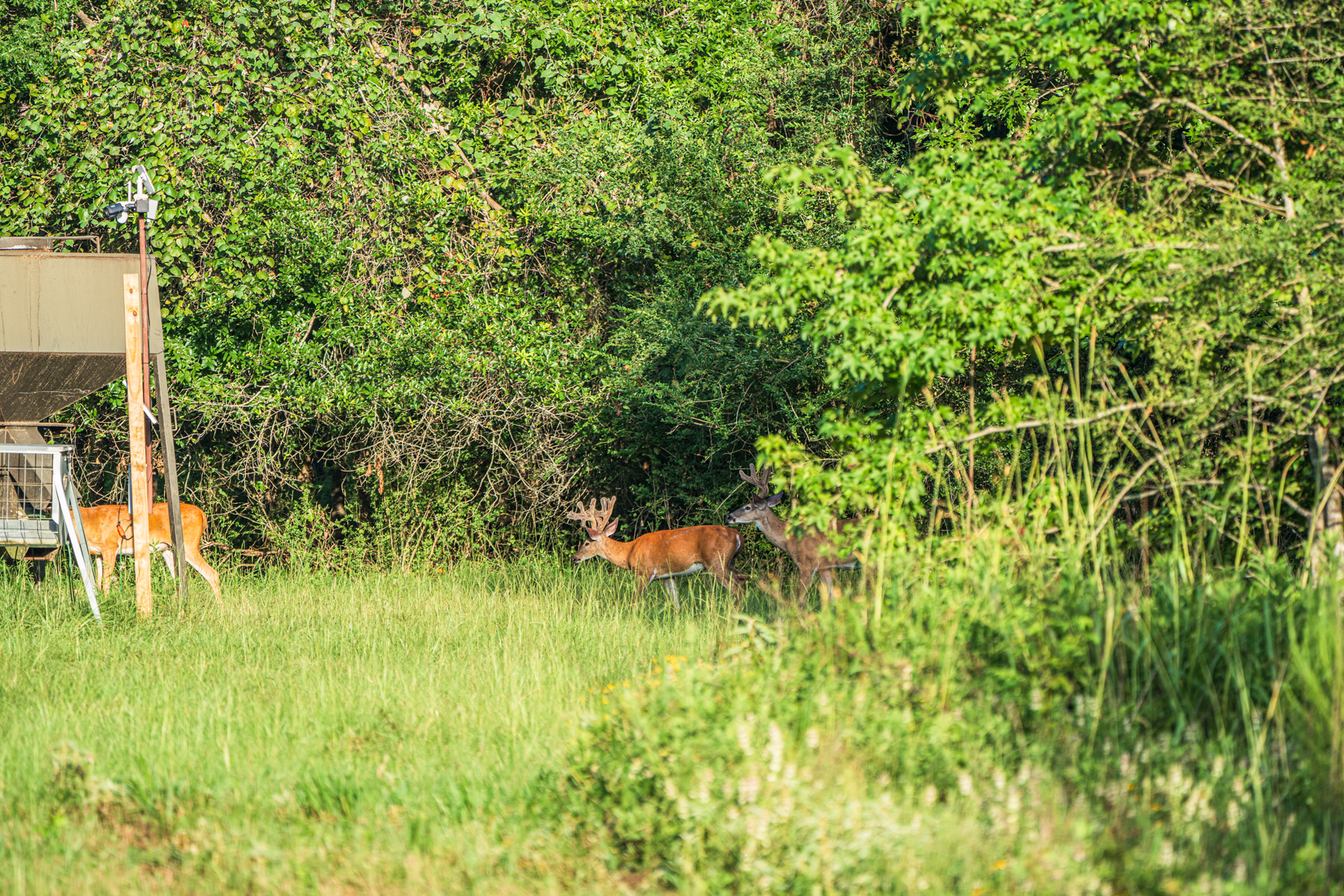 Diamond M Ranch property picture 36 of 53
