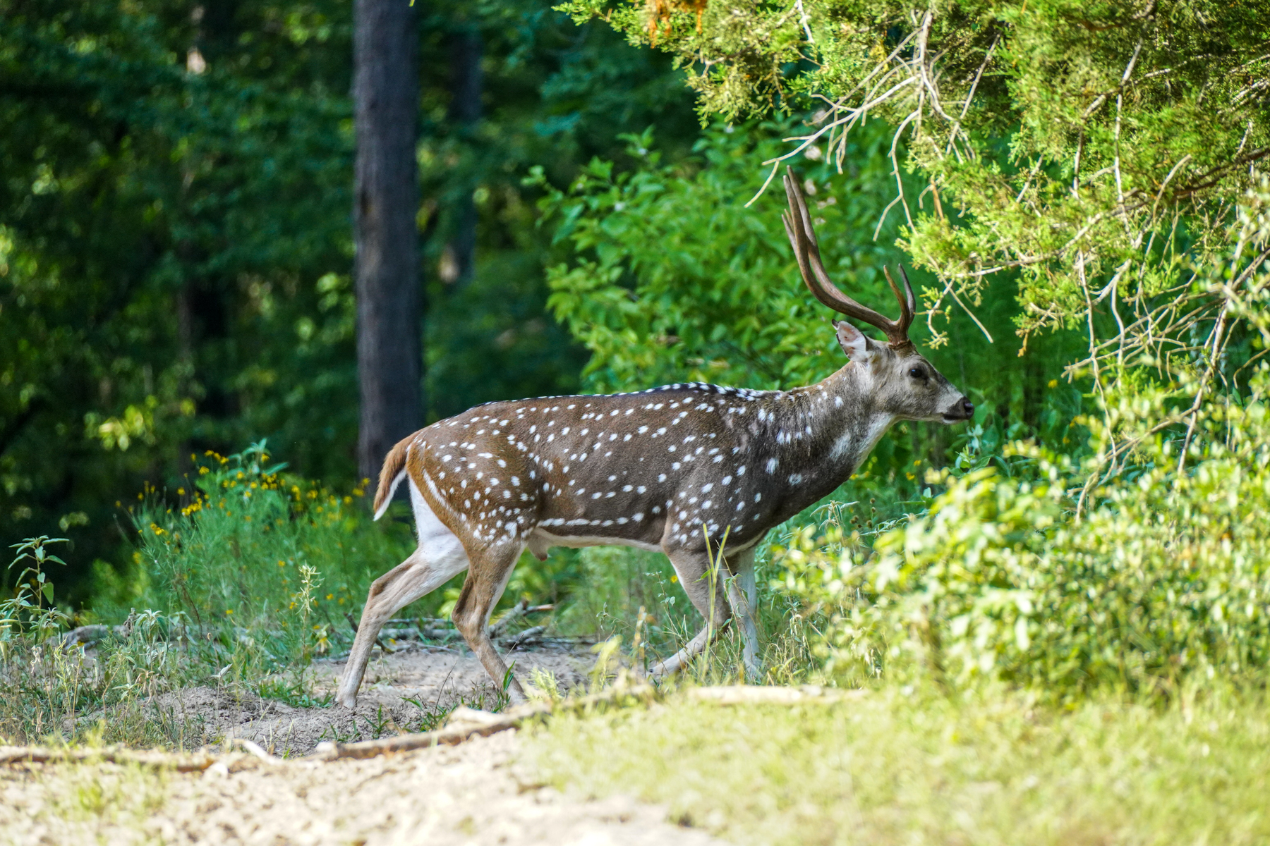 Diamond M Ranch property picture 50 of 53