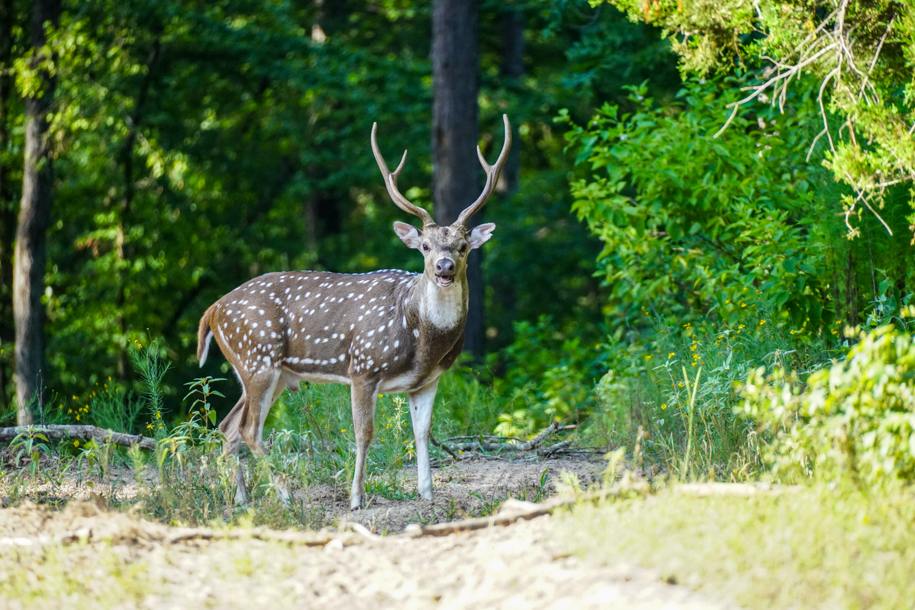 Diamond M Ranch property picture 49 of 53
