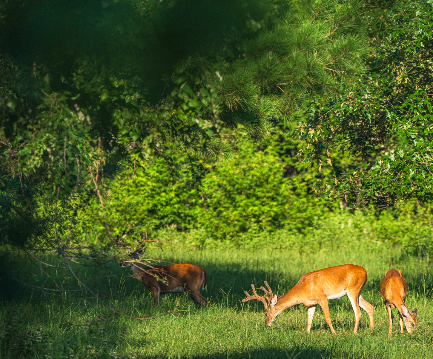 Diamond M Ranch property picture 8 of 53