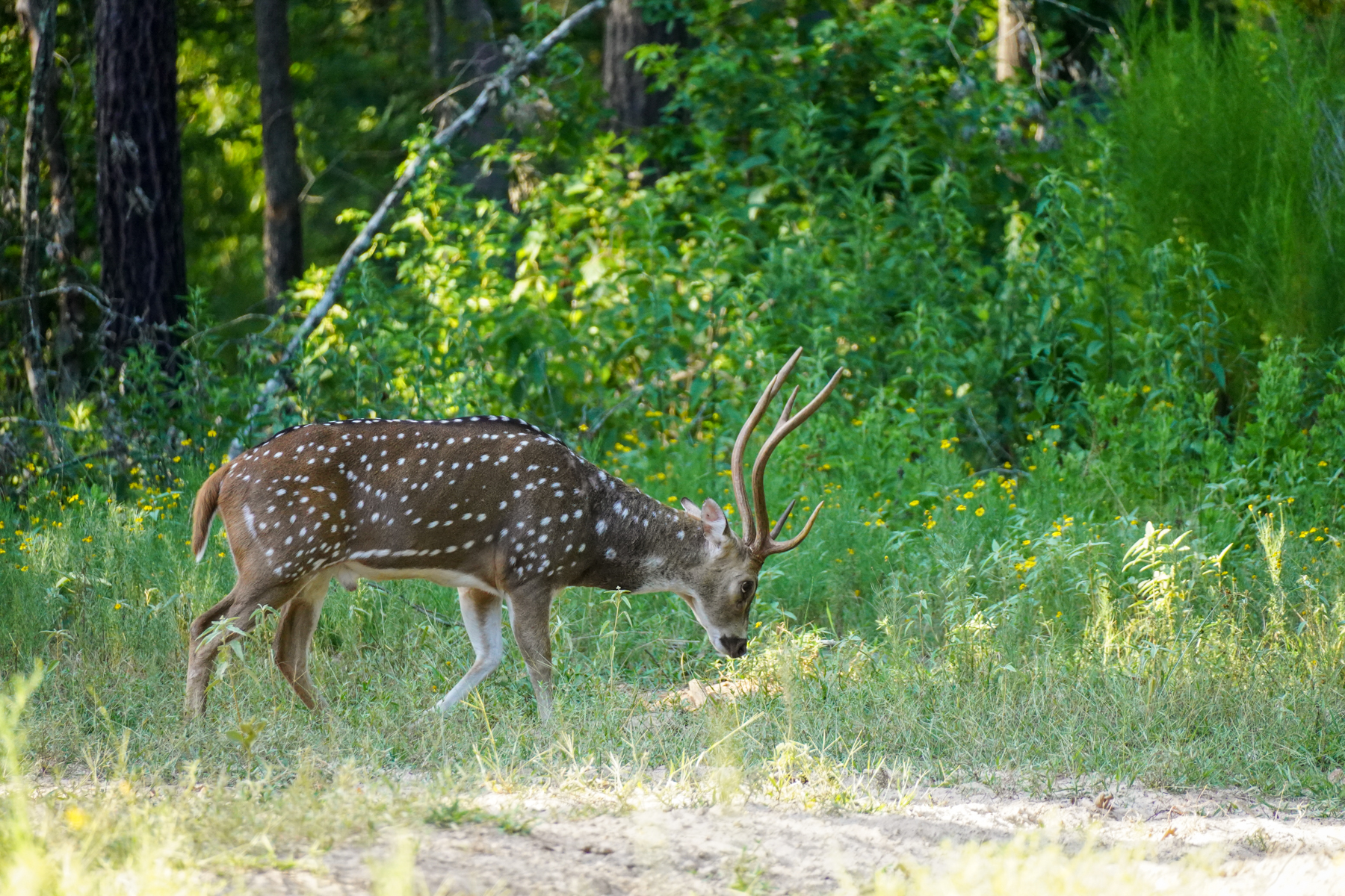 Diamond M Ranch property picture 5 of 53