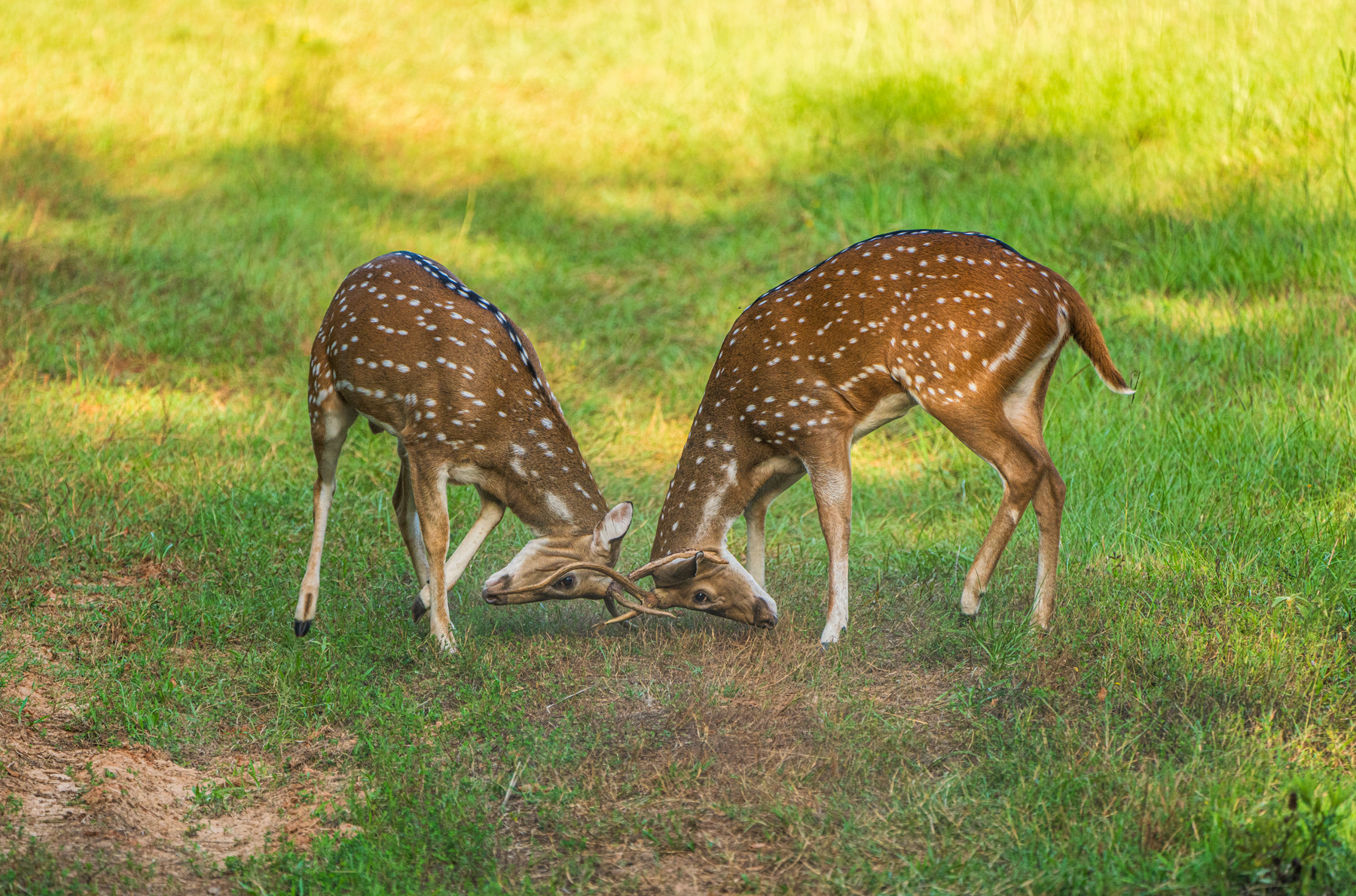 Diamond M Ranch property picture 41 of 53