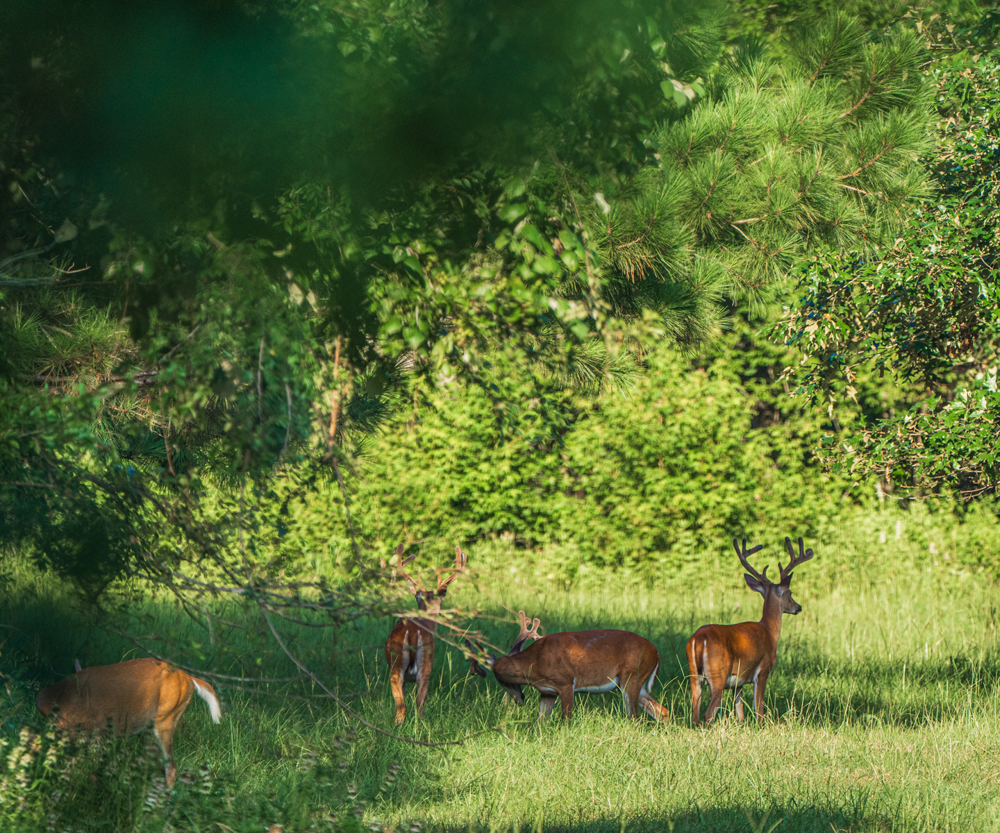 Diamond M Ranch property picture 6 of 53