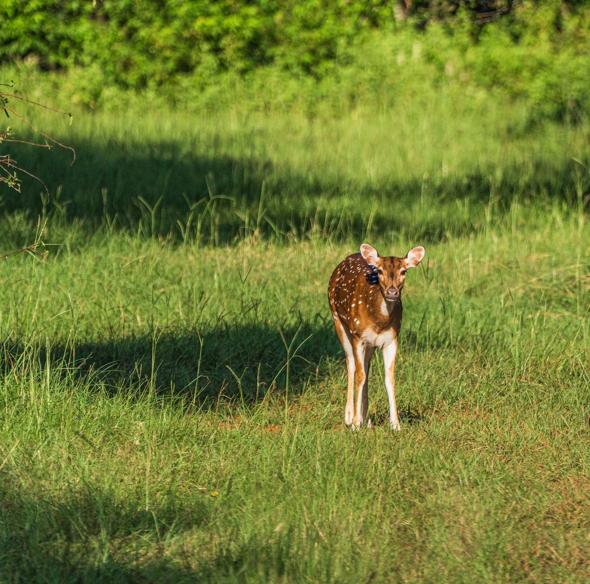 Diamond M Ranch property picture 38 of 53