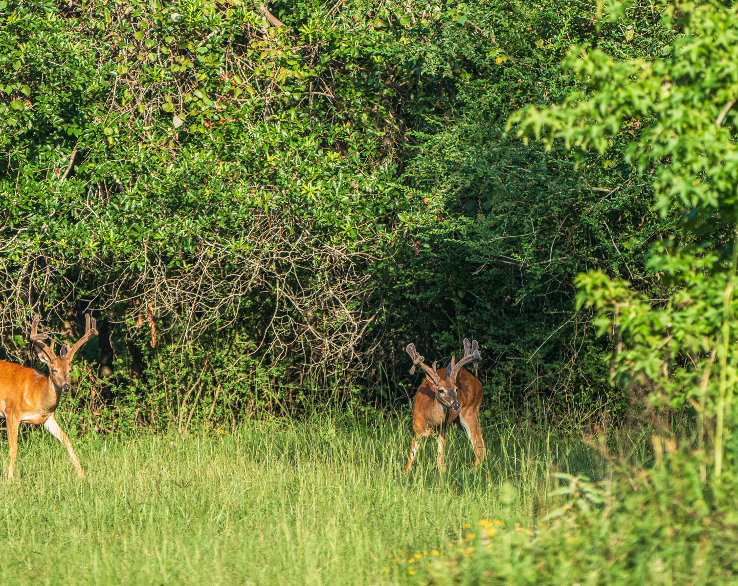 Diamond M Ranch property picture 34 of 53