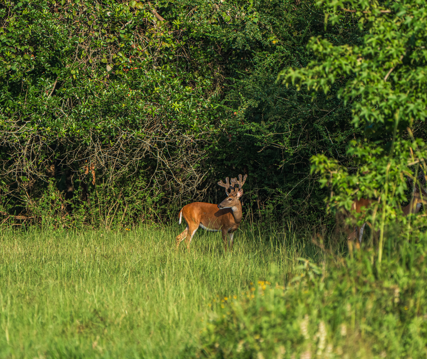 Diamond M Ranch property picture 40 of 53