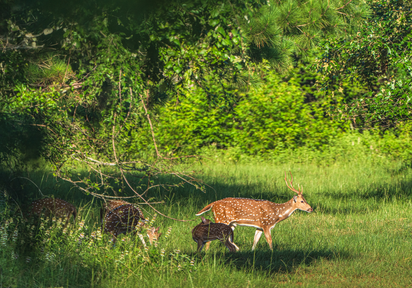 Diamond M Ranch property picture 32 of 53