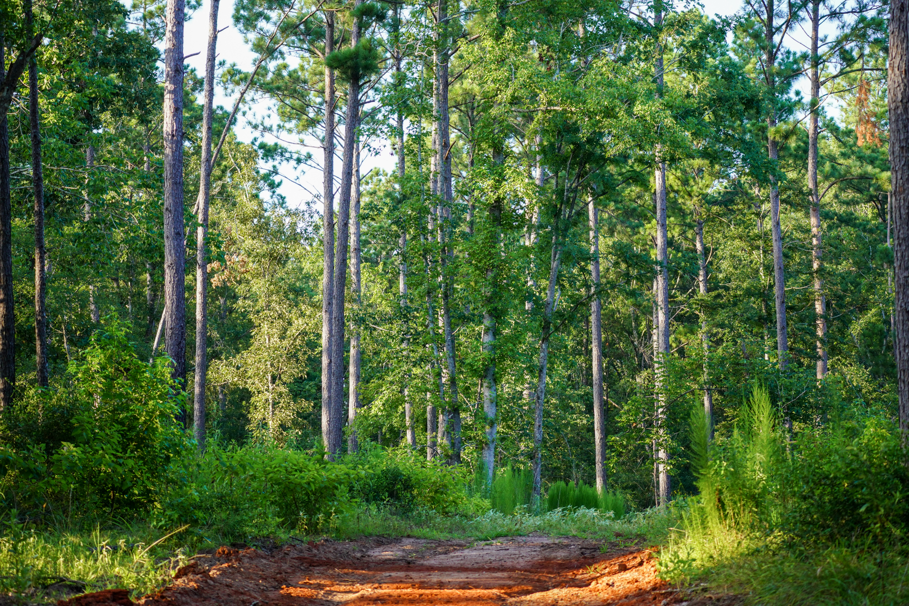 Diamond M Ranch property picture 51 of 53