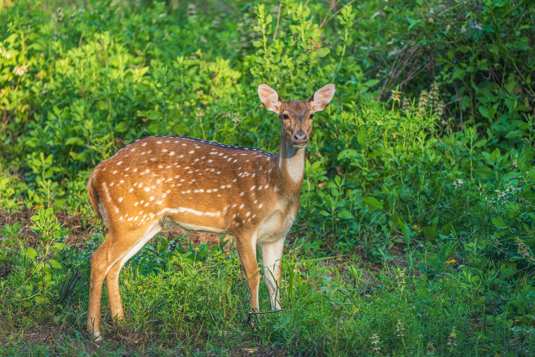 Diamond M Ranch property picture 47 of 53