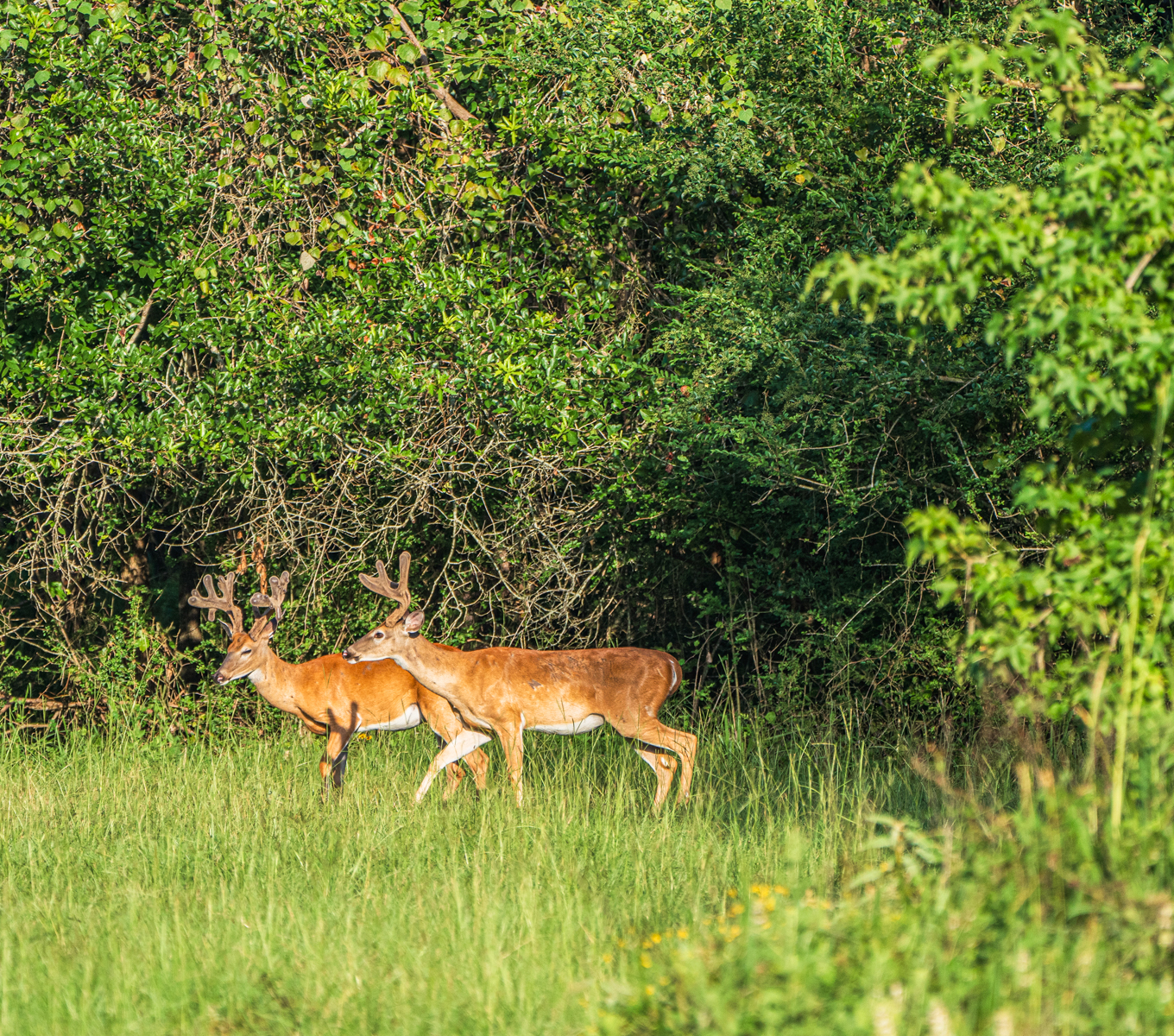 Diamond M Ranch property picture 37 of 53