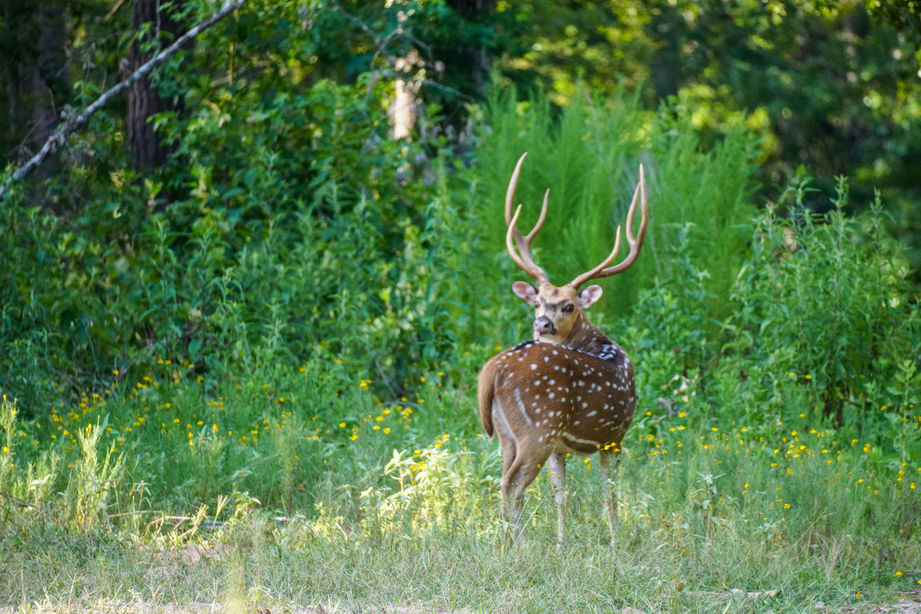 Diamond M Ranch property picture 48 of 53