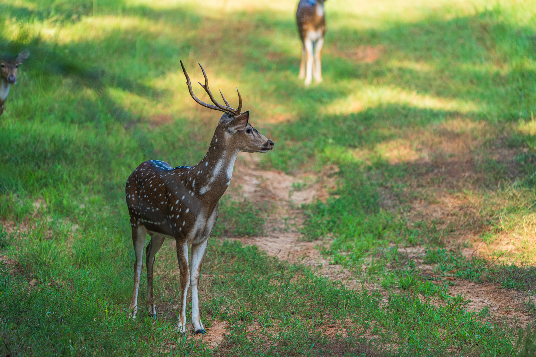 Diamond M Ranch property picture 46 of 53
