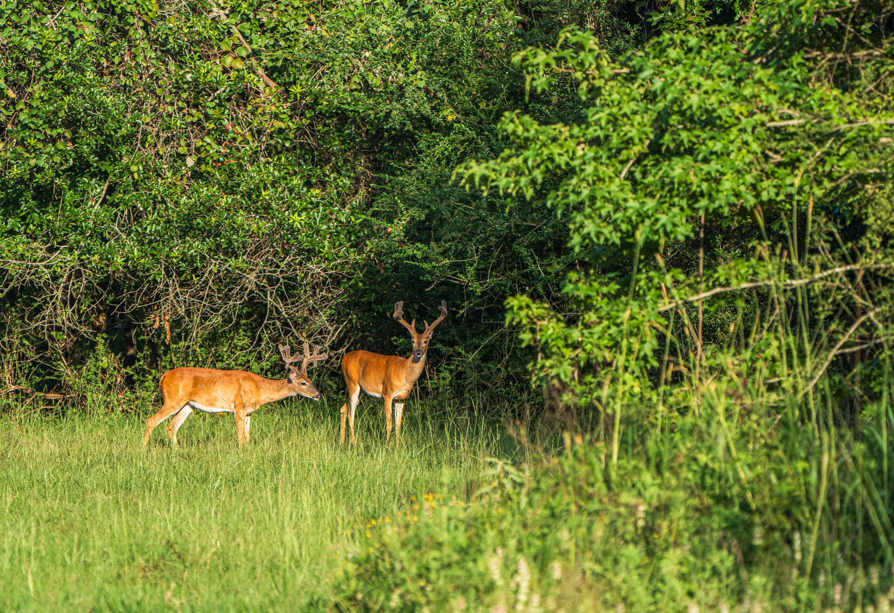 Diamond M Ranch property picture 3 of 53