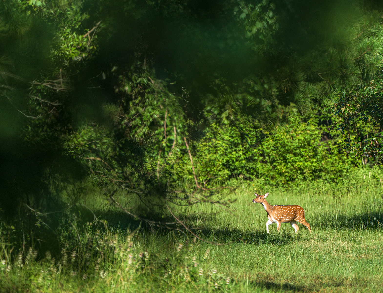 Diamond M Ranch property picture 30 of 53