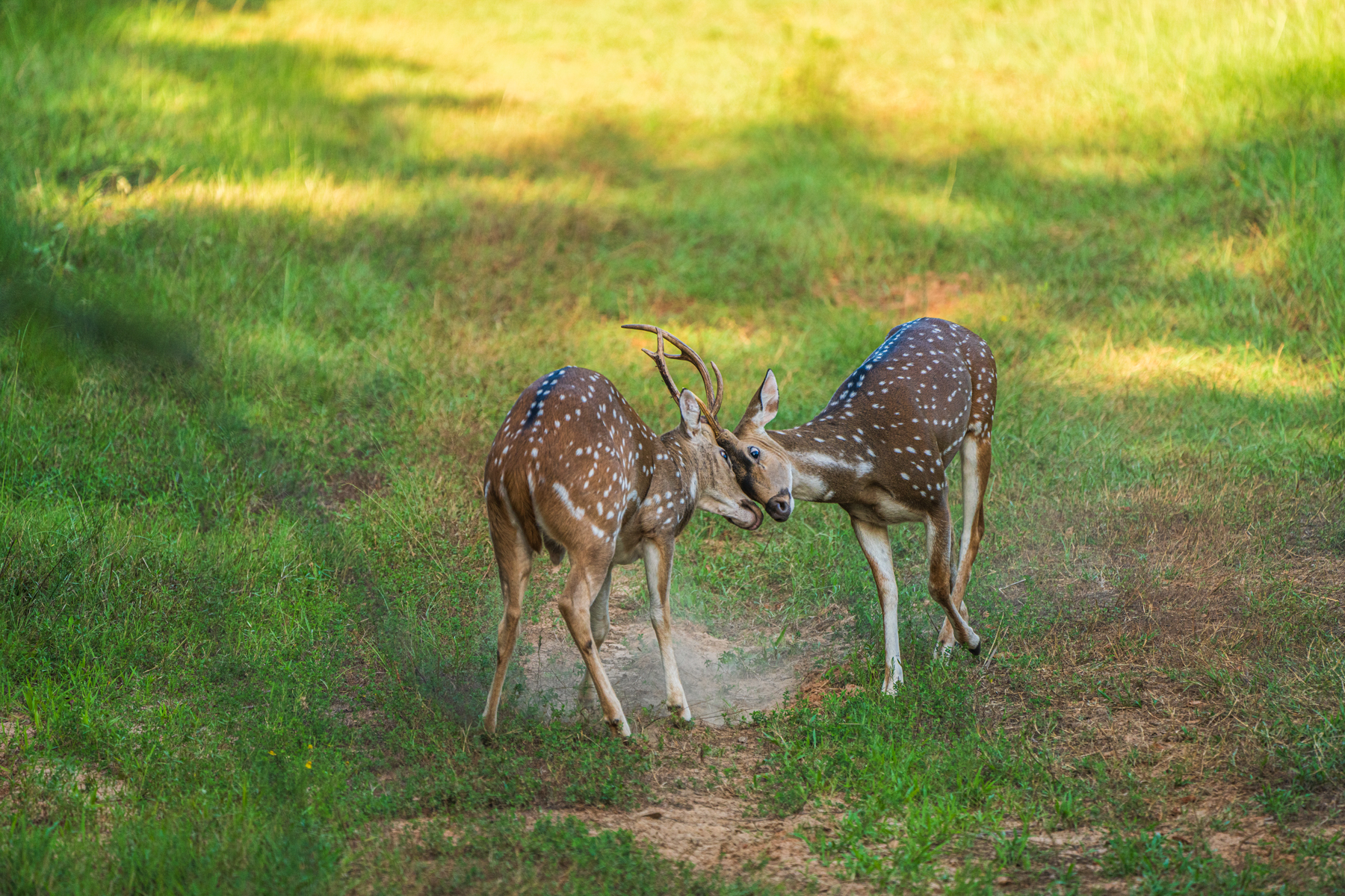 Diamond M Ranch property picture 9 of 53