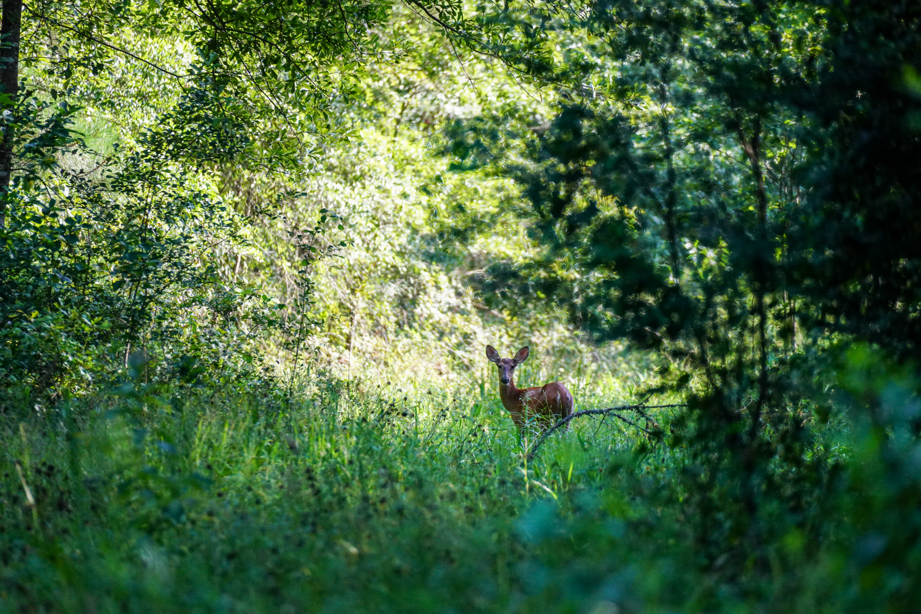 Diamond M Ranch property picture 53 of 53