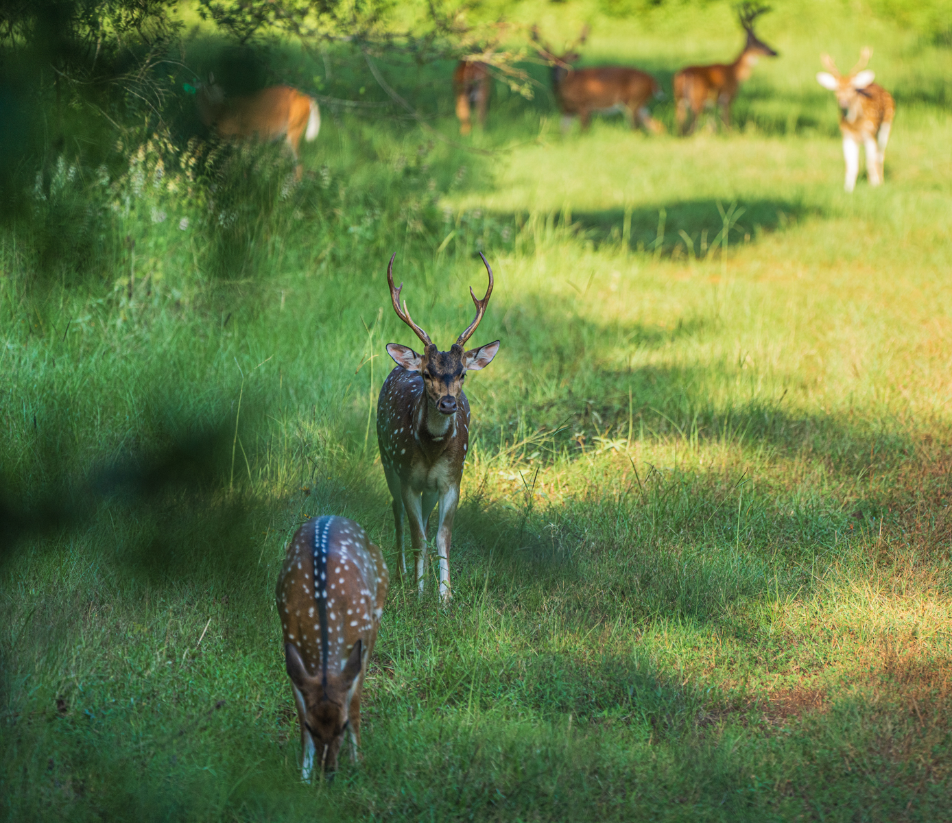 Diamond M Ranch property picture 39 of 53