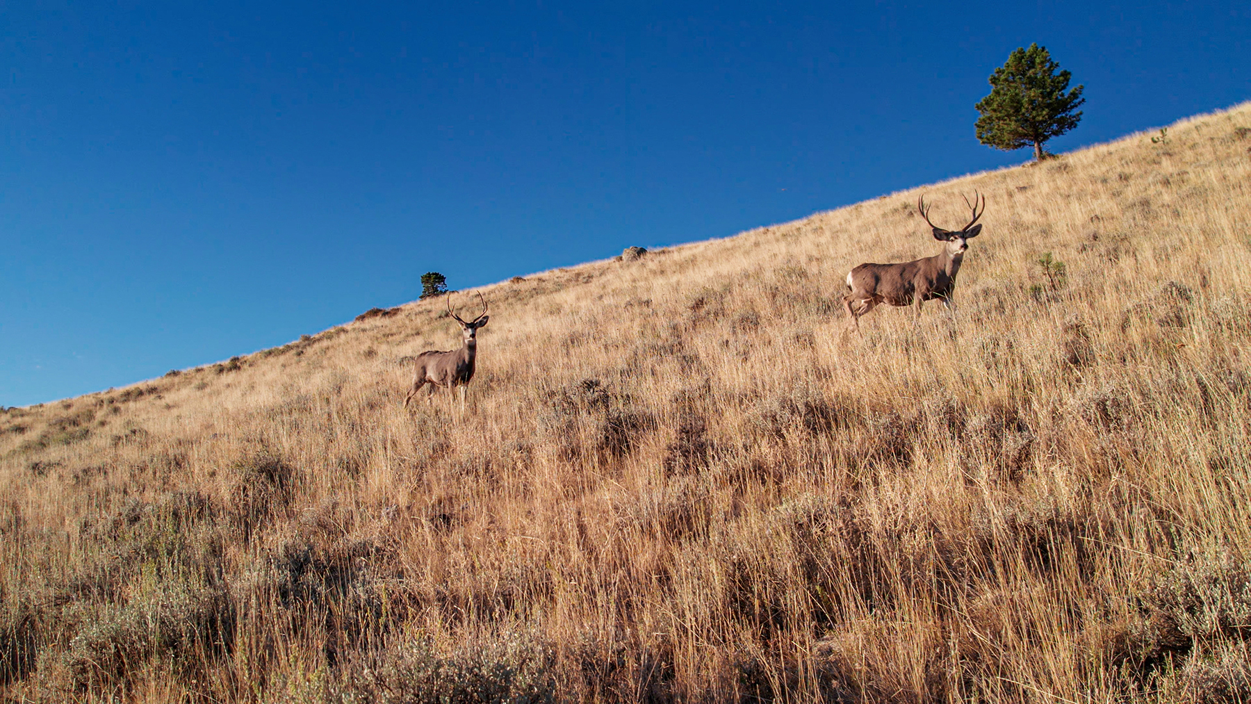 Little North Fork of Crazy Woman Ranch property picture 4 of 24