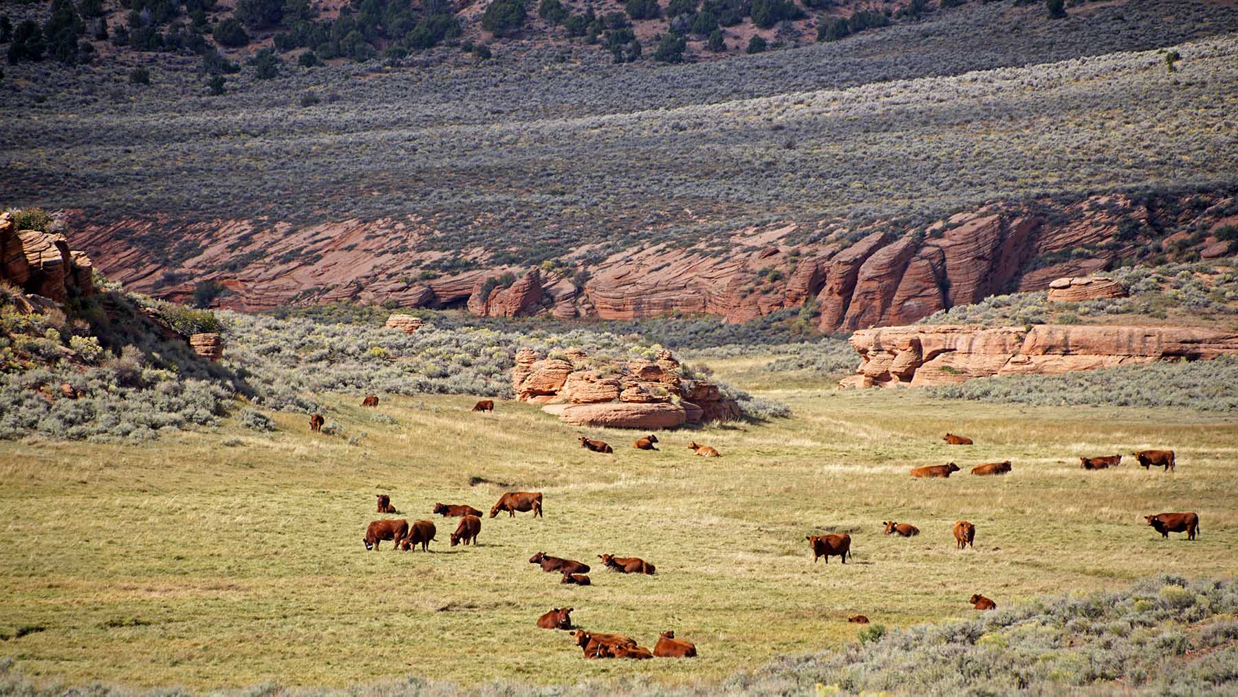 K Ranch property picture 54 of 100