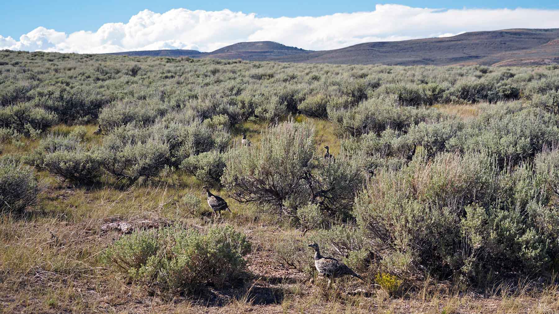 K Ranch property picture 79 of 100