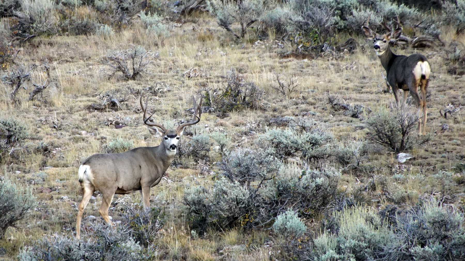 K Ranch property picture 67 of 100
