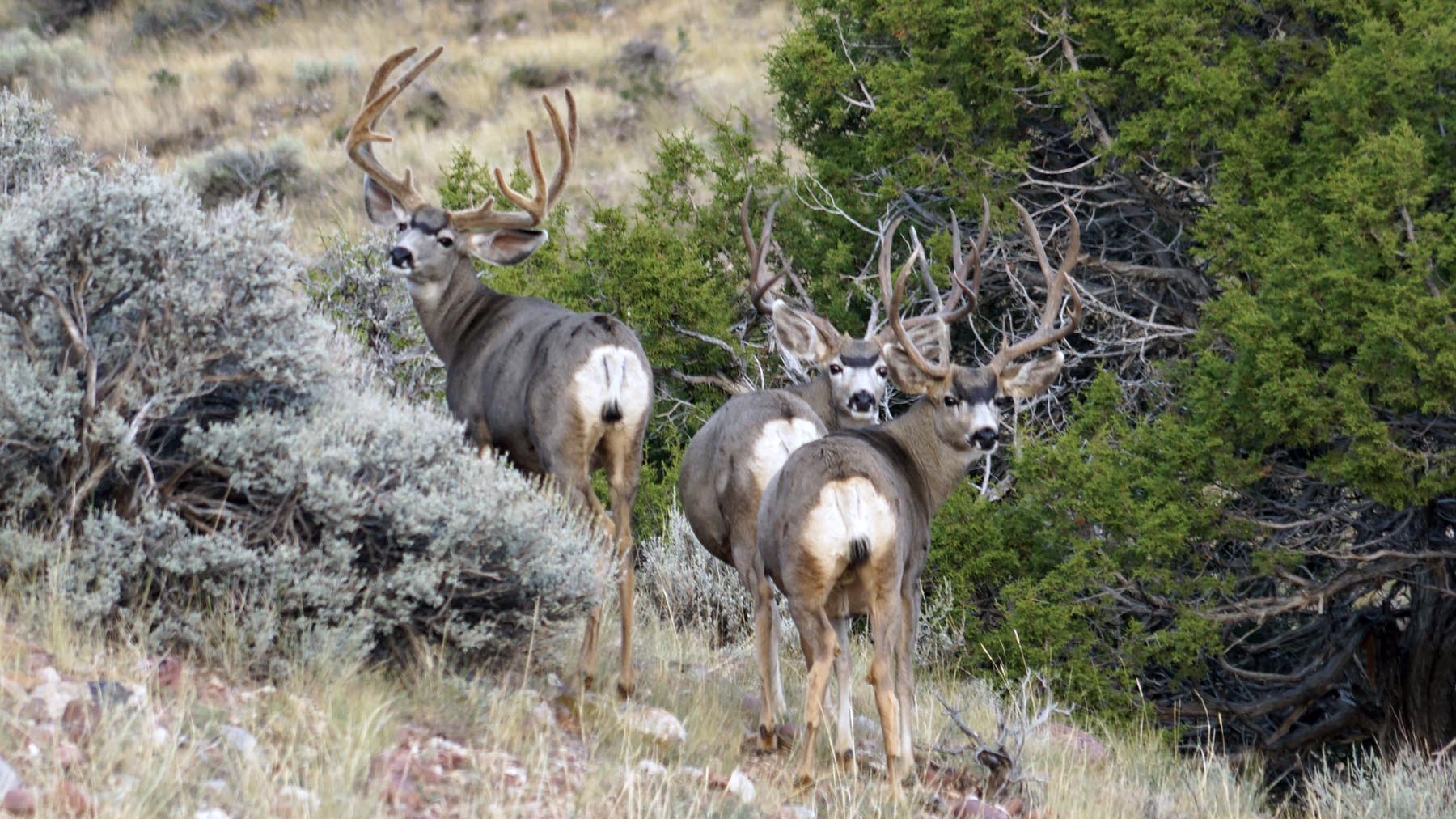 K Ranch property picture 18 of 100