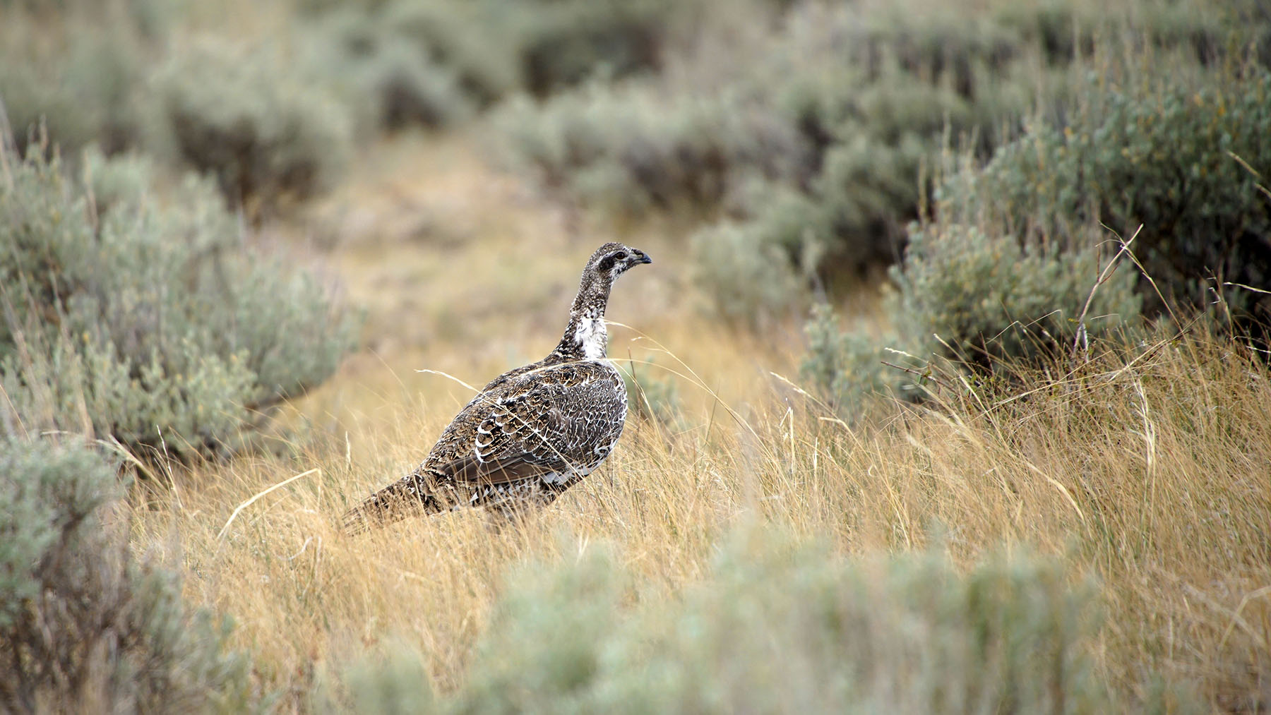 K Ranch property picture 93 of 100