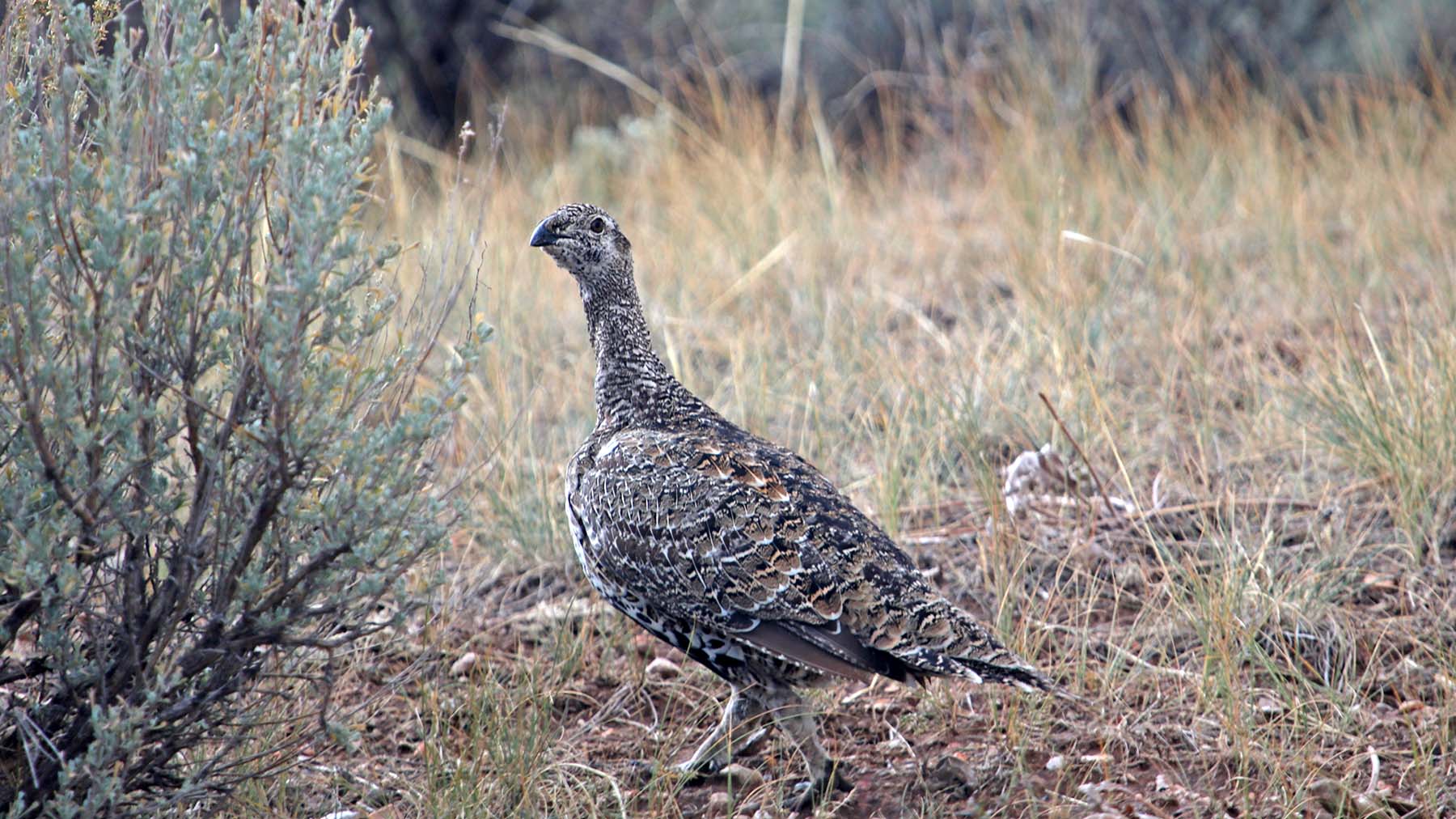 K Ranch property picture 80 of 100