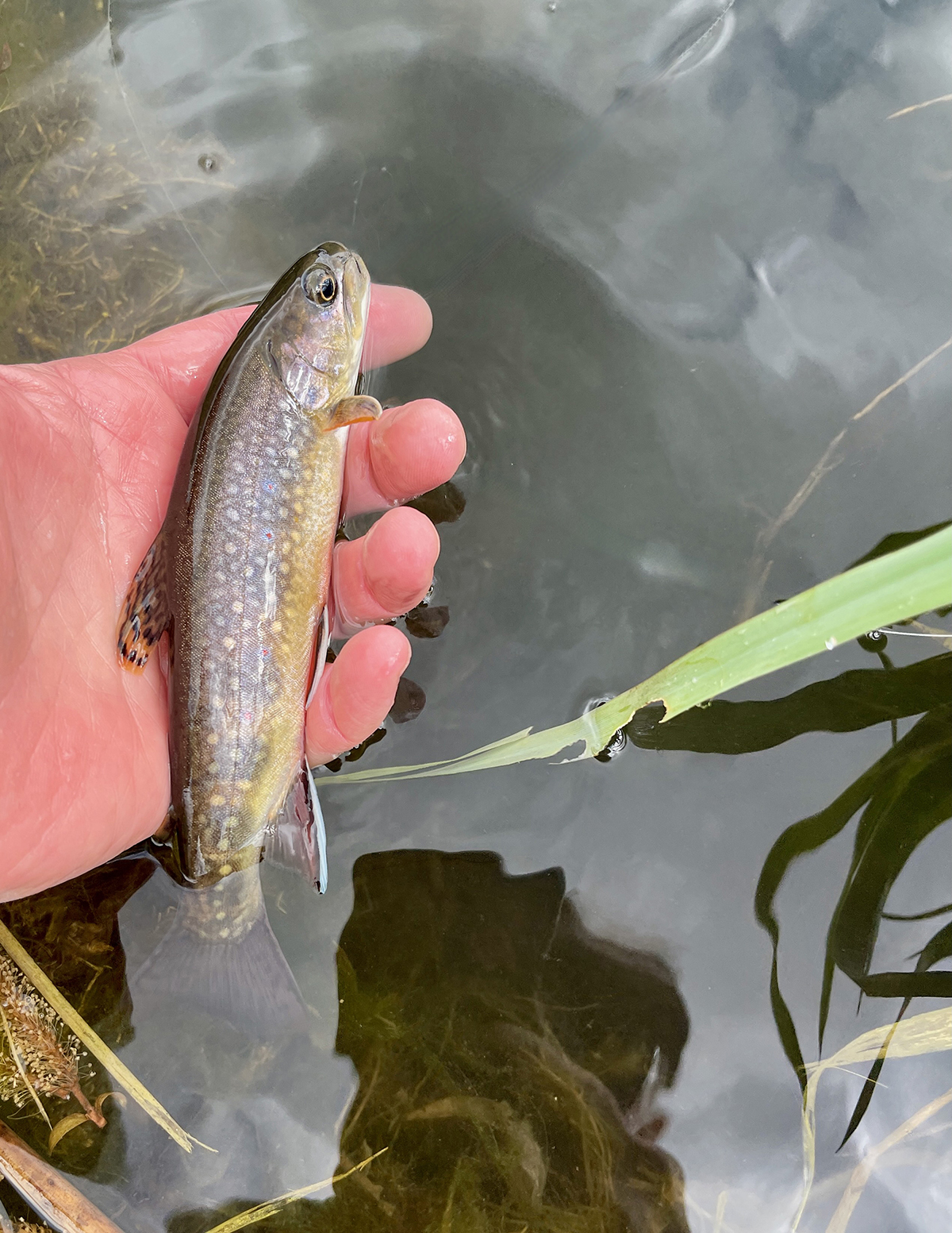Spirit Woman Ranch property picture 16 of 57