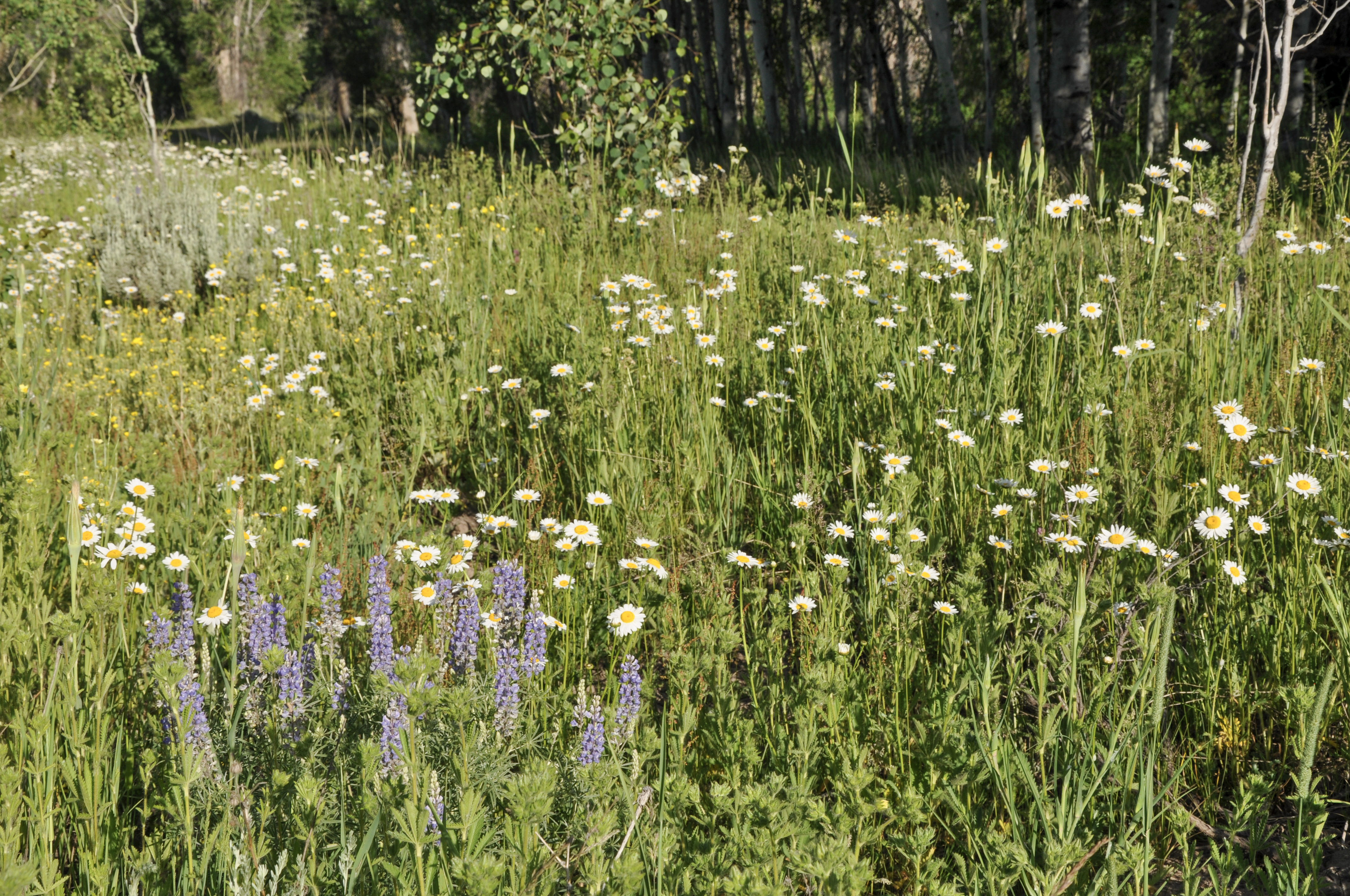 Three Peaks Ranch property picture 23 of 38