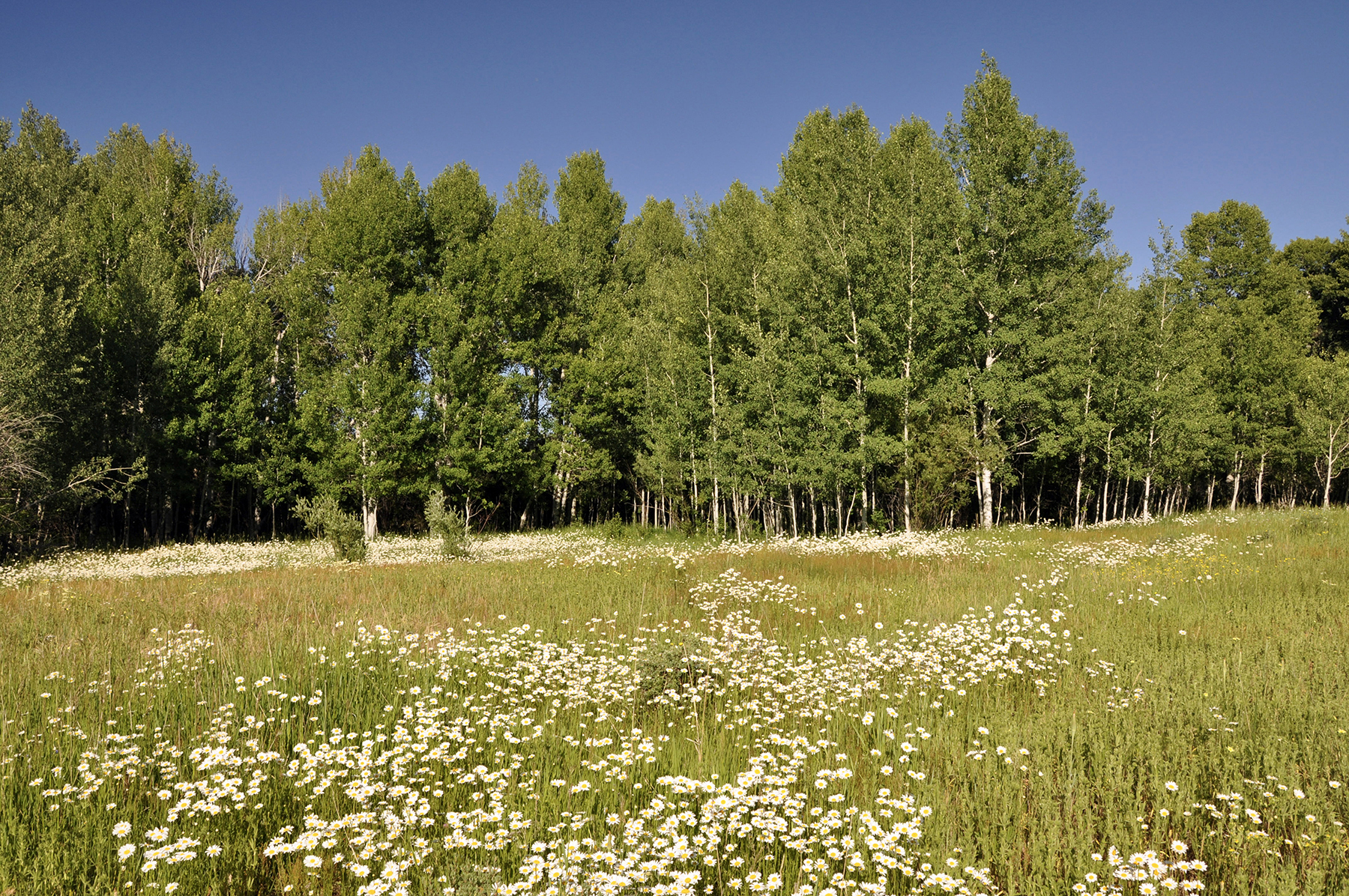 Three Peaks Ranch property picture 17 of 38