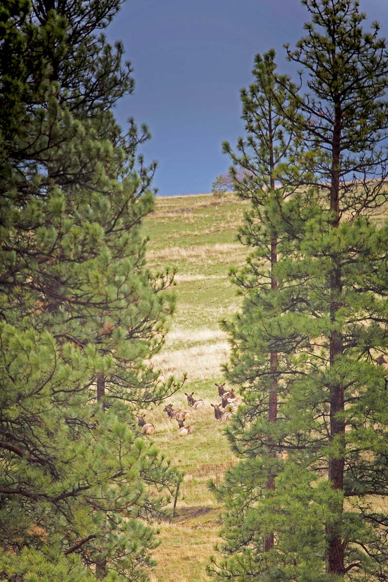 Lolo Ranch property picture 45 of 77