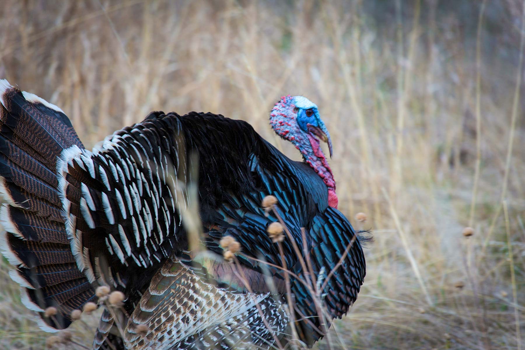 Lolo Ranch property picture 48 of 77