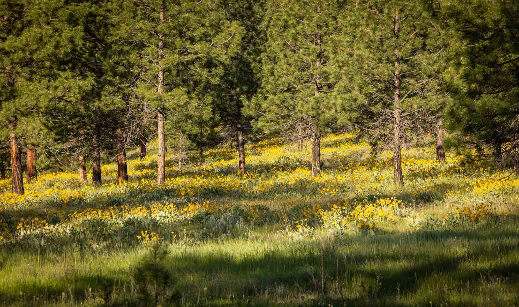 Lolo Ranch property picture 31 of 77