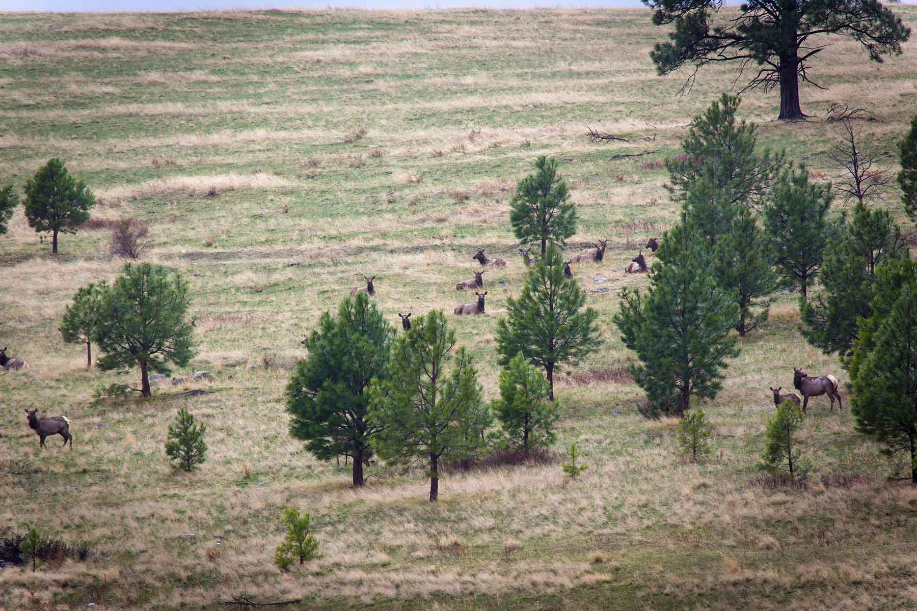 Lolo Ranch property picture 47 of 77