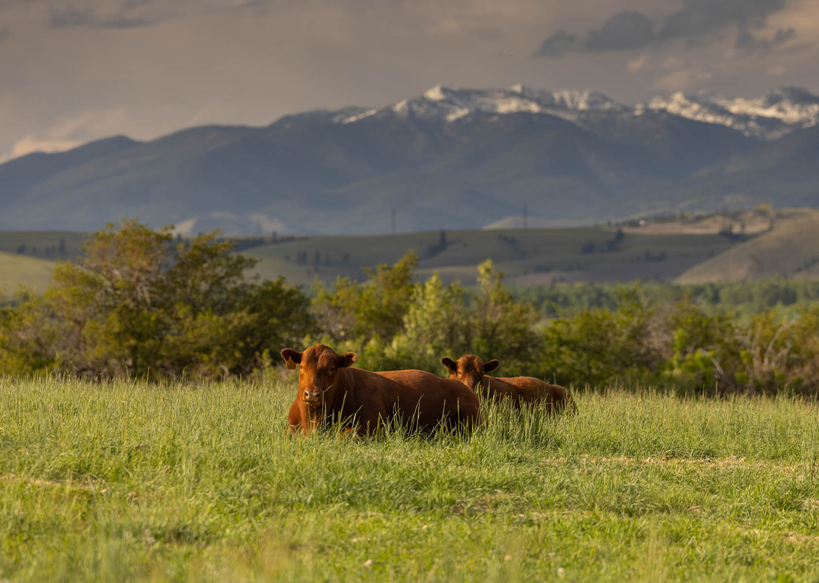Lolo Ranch property picture 34 of 77