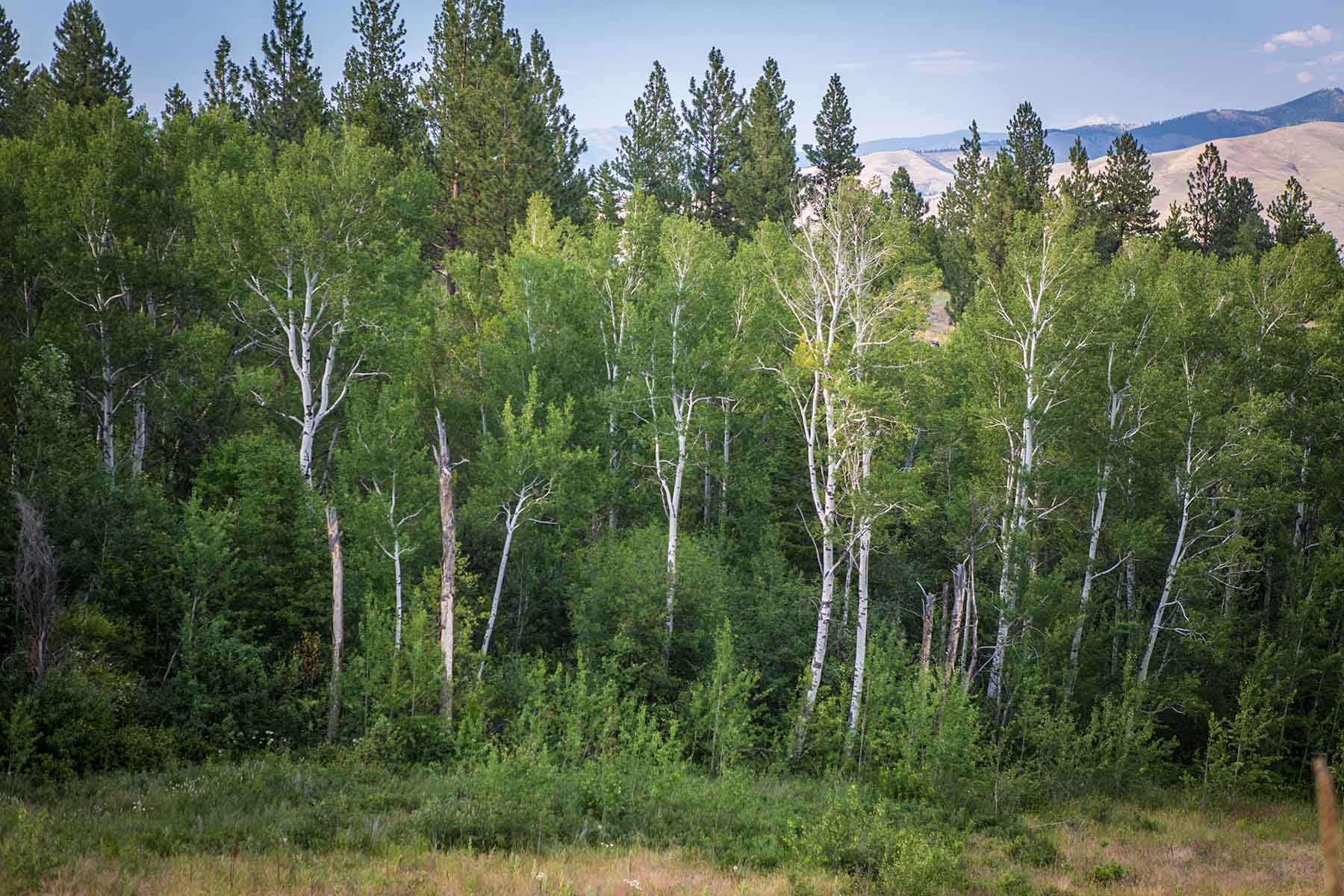 Lolo Ranch property picture 44 of 77