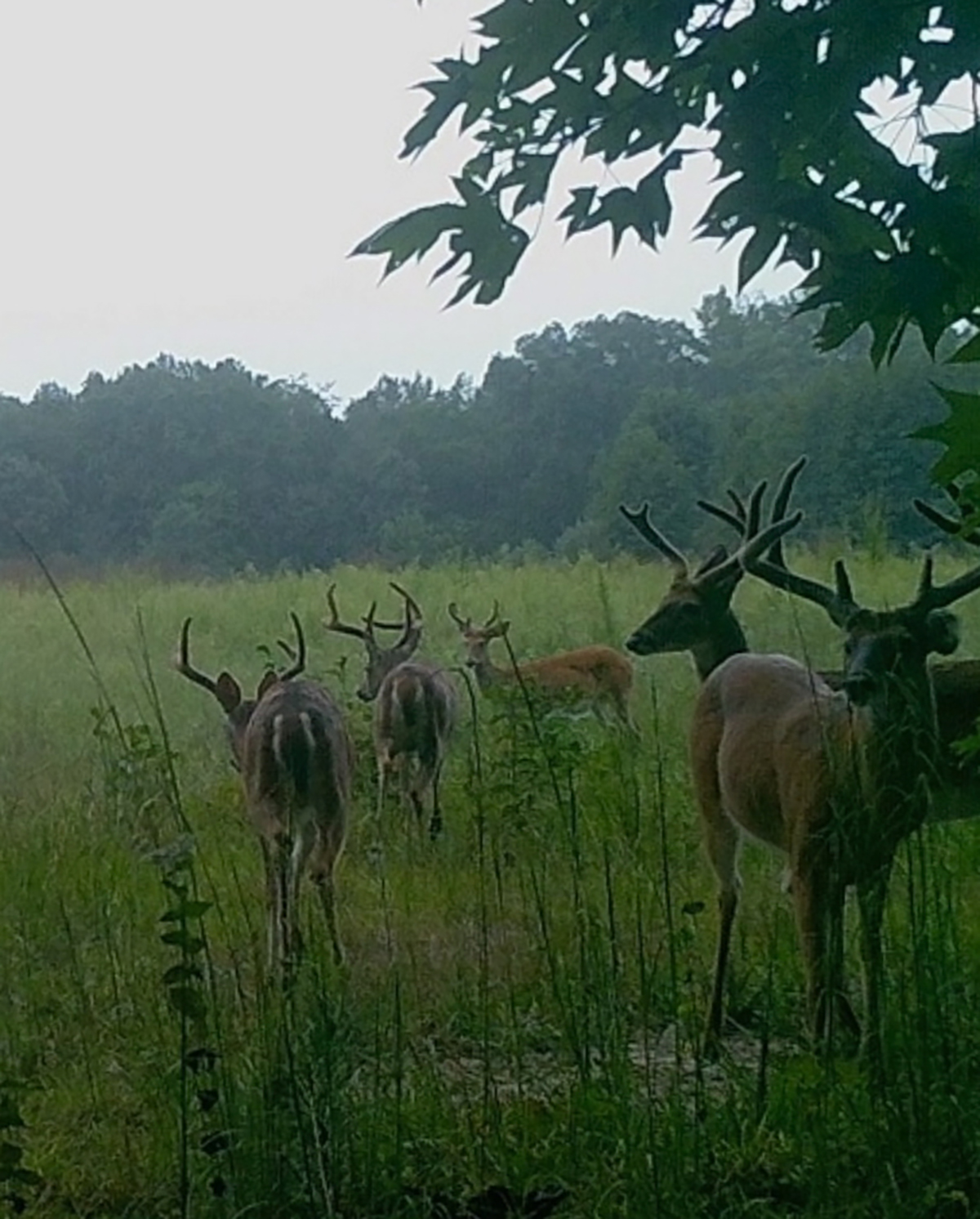 Mount Sion property picture 22 of 50