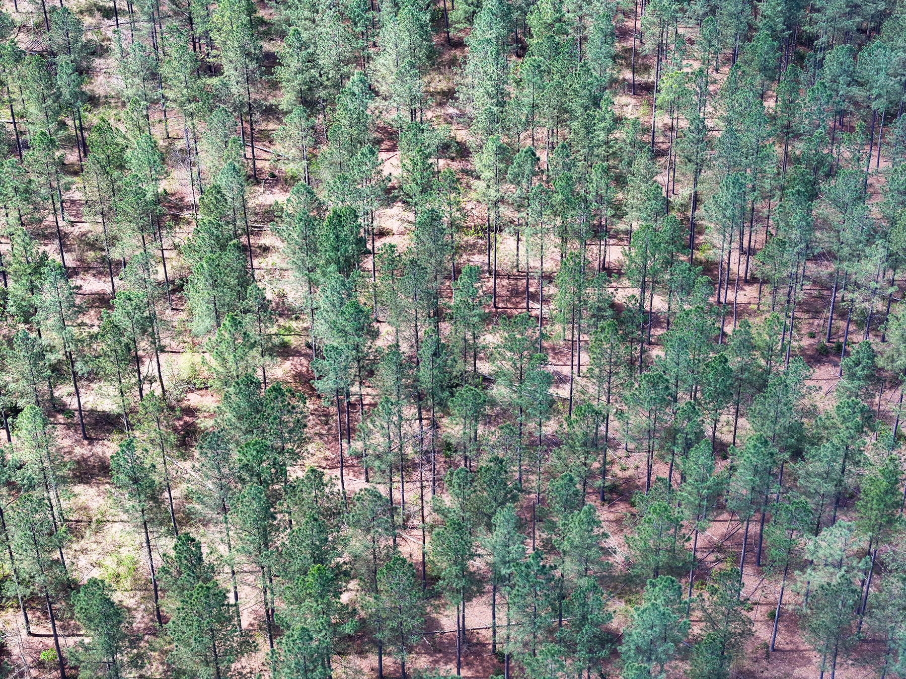 Mount Sion property picture 33 of 50