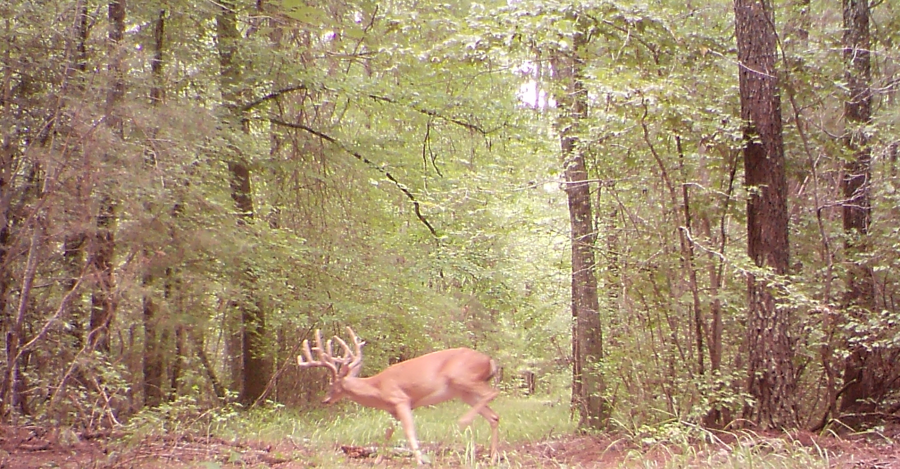 Mount Sion property picture 24 of 50