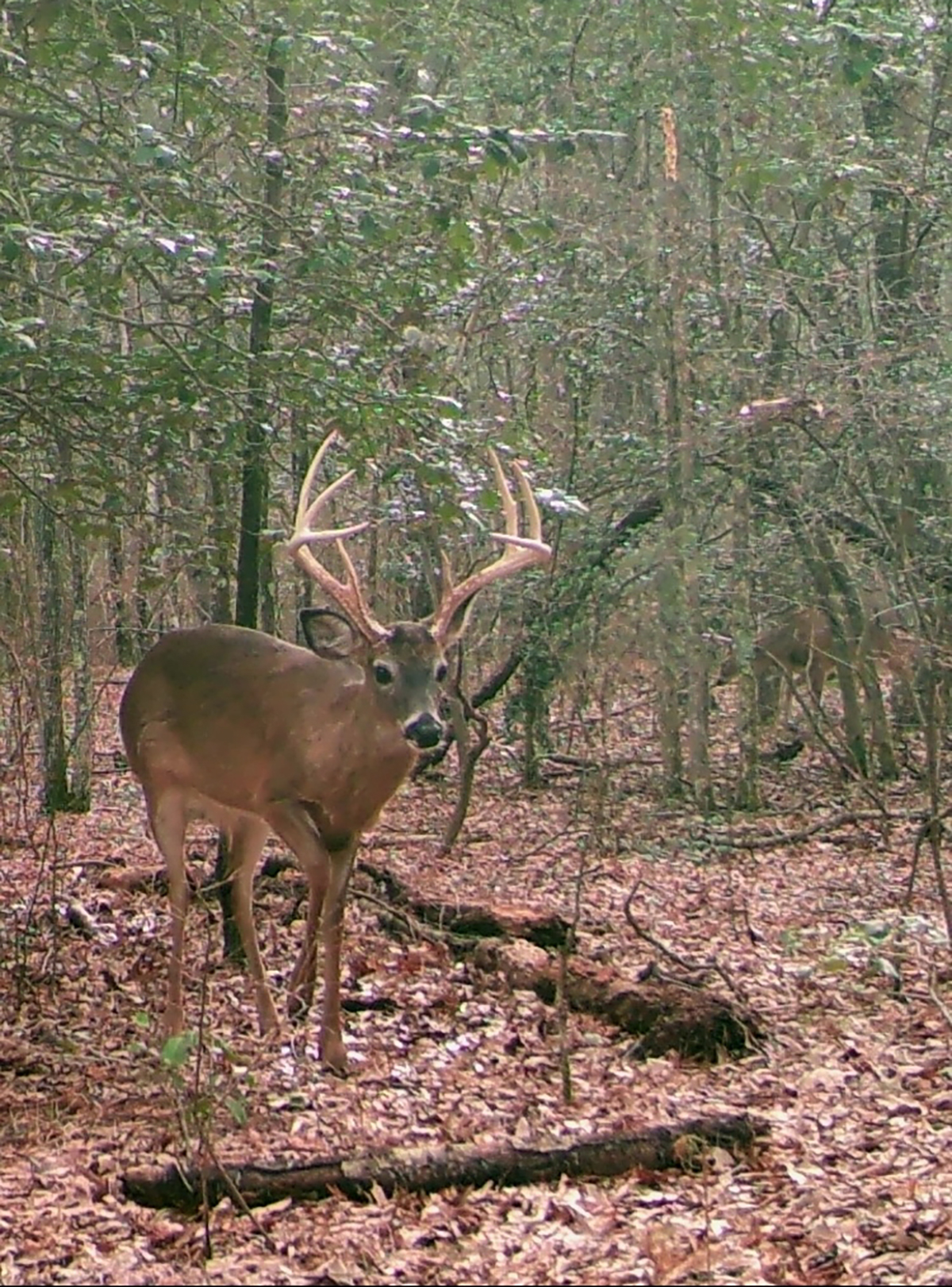 Mount Sion property picture 21 of 50