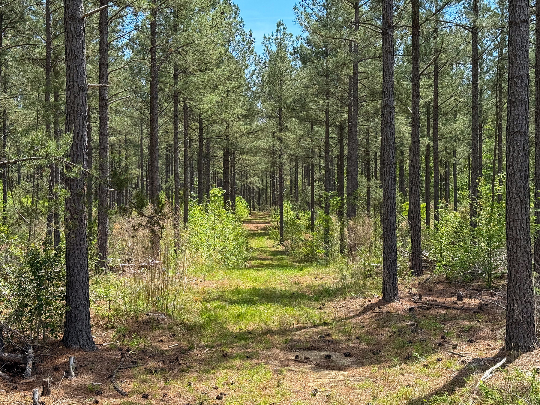 Mount Sion property picture 42 of 50