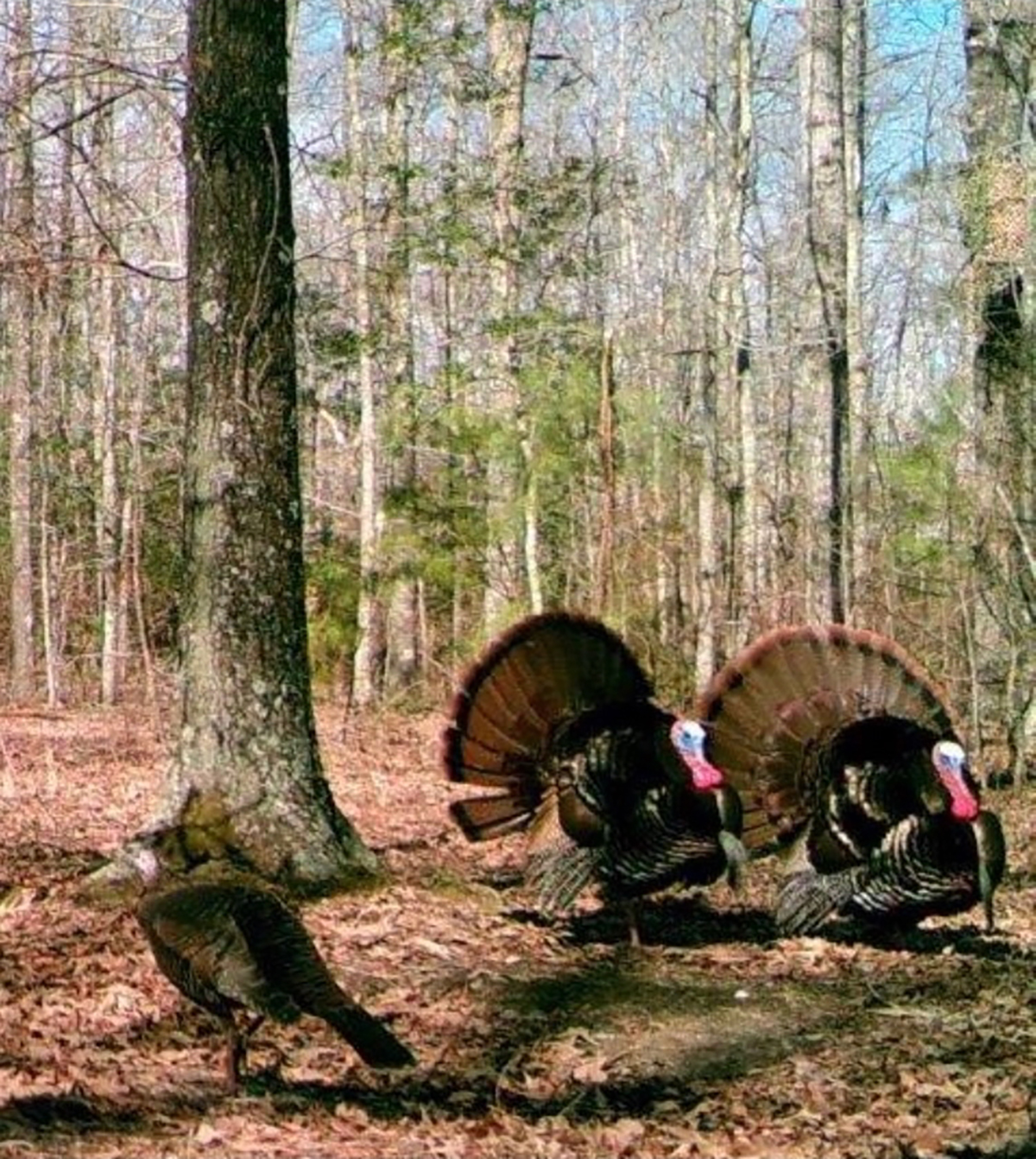 Mount Sion property picture 26 of 50