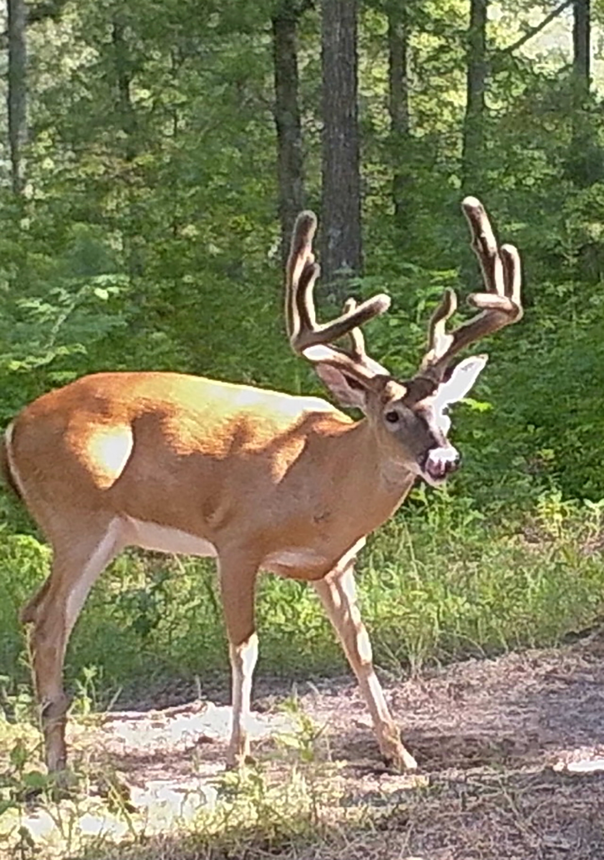 Mount Sion property picture 29 of 50