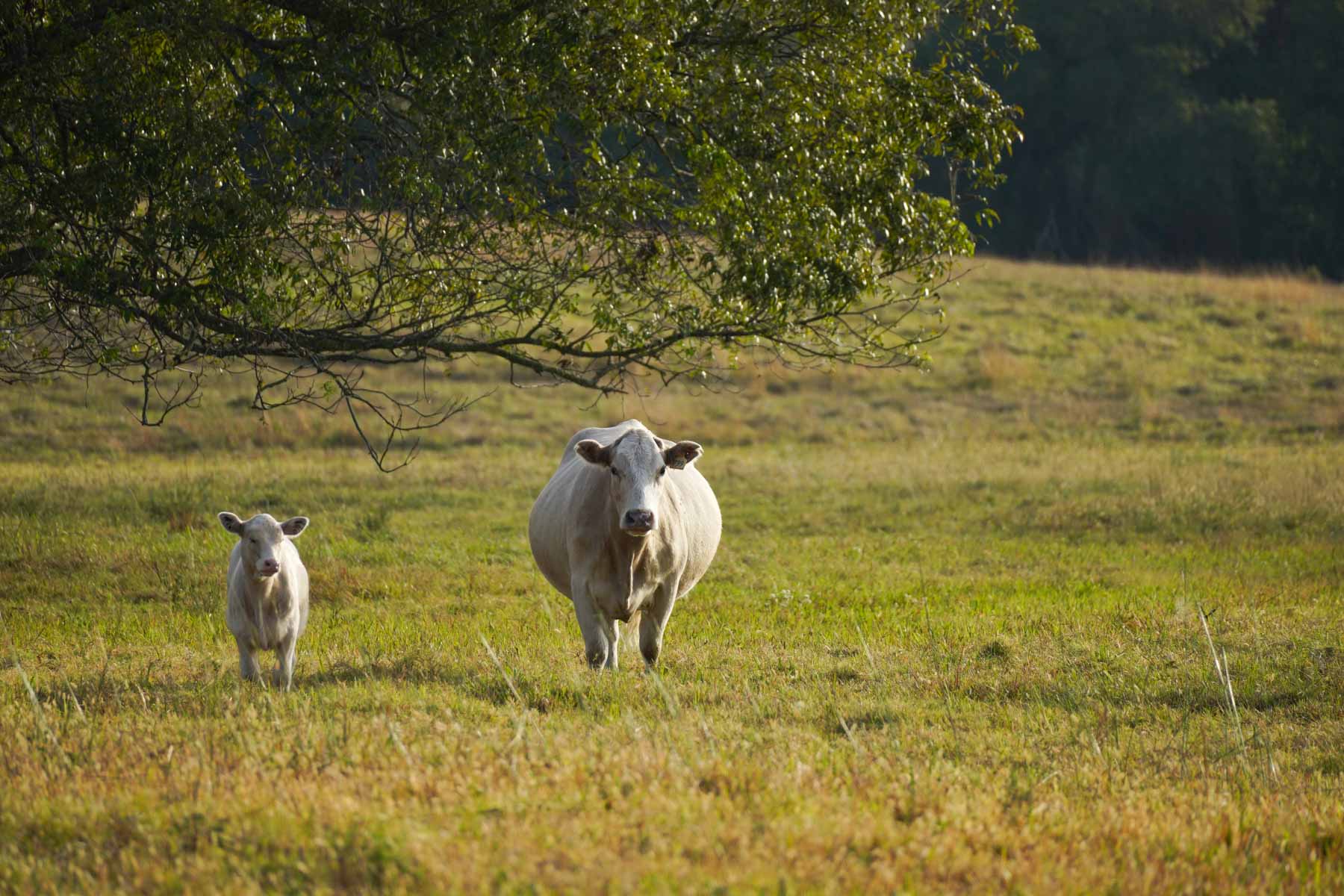 Long Hollow Ranch property picture 35 of 36