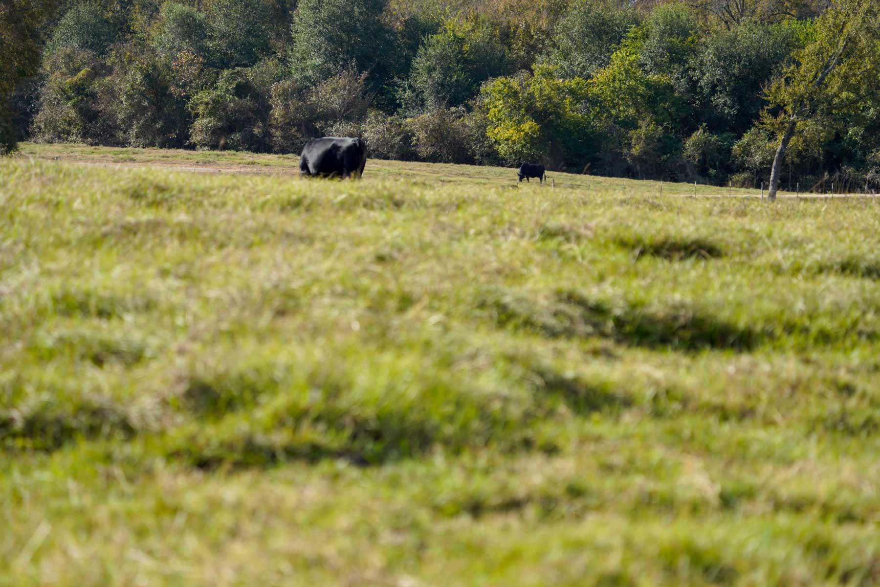 Long Hollow Ranch property picture 29 of 36